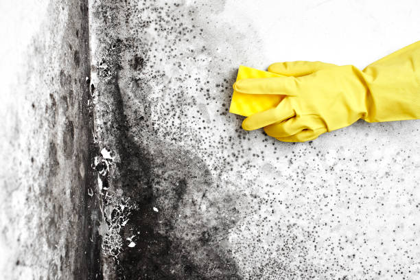 Best Residential Mold Inspection & Testing  in Mustang, OK