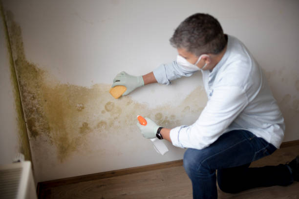 Best Mold Prevention Services  in Mustang, OK