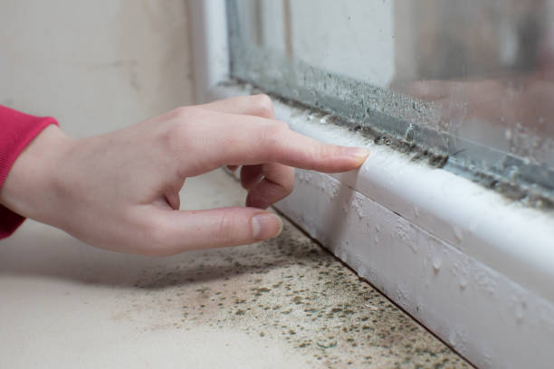 Best Mold Damage Restoration  in Mustang, OK