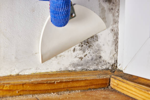 Best Comprehensive Air Testing for Mold Contaminants  in Mustang, OK