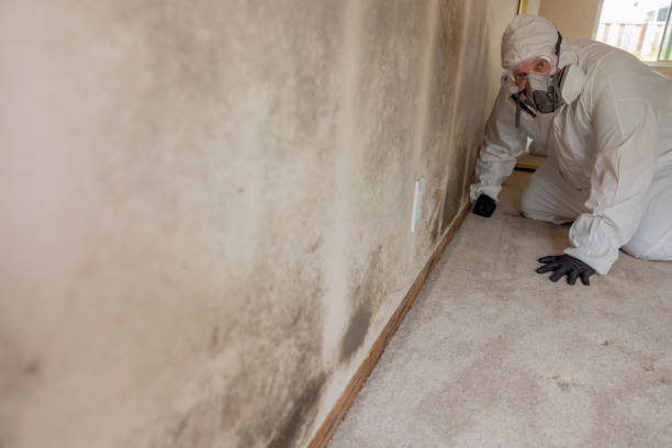 Reliable Mustang, OK Mold Removal Solutions